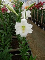 [5148 Big Tower 16 ST No01.JPG]